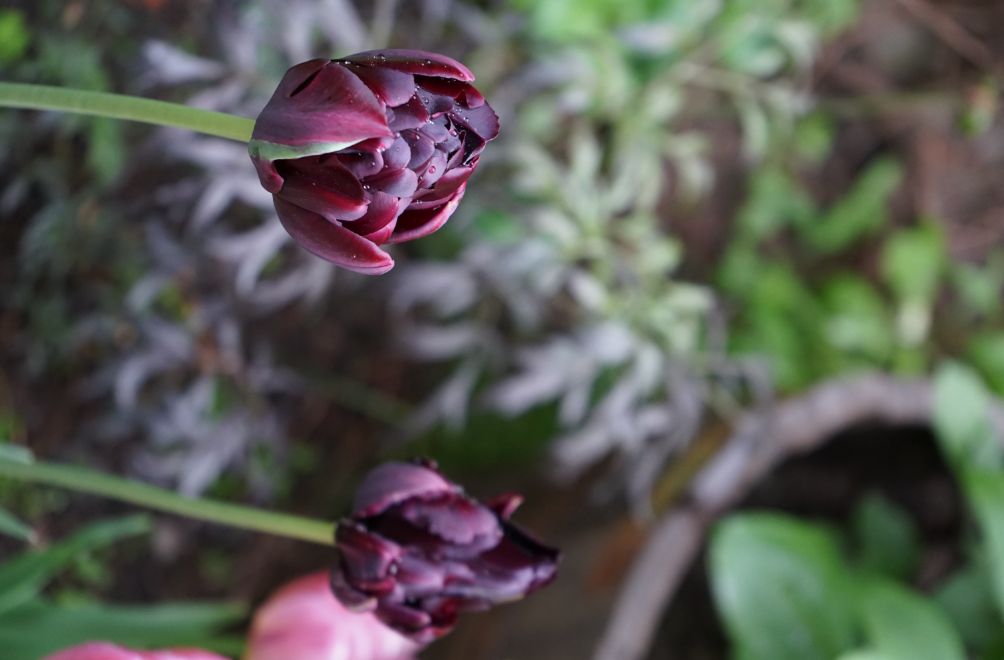 Tulipanen Black hero