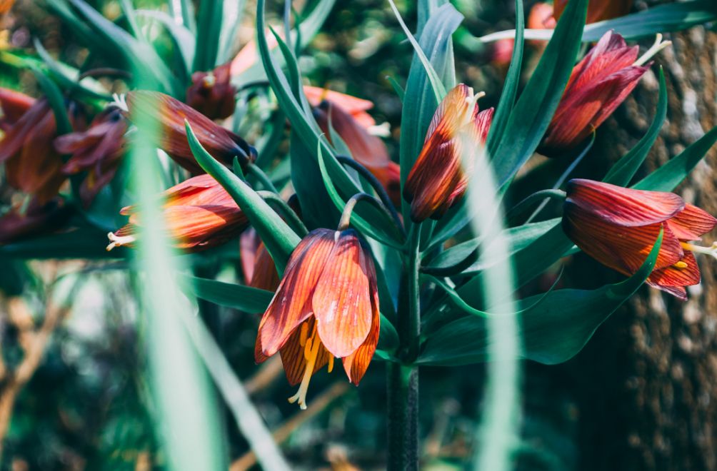 Tulipanen Kejsarkrone Fritillaria imperialis