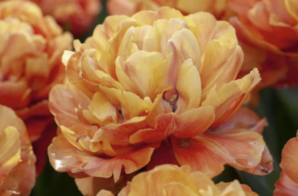 Tulipanen Valvdivia